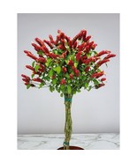 Braided Shrimp Live Plantsred Marroon Justicia Brandegeana 15 Inch In 6 ... - $66.90
