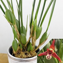 SL 15+ Seeds Coconut Orchid Green Valley  House Plant- Garden- Flowers - £3.36 GBP