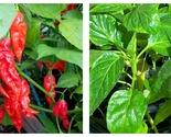 Lot Of 3 Red Ghost Bhut Jolokia 75 Day+ Old Super Hot Pepper Live Plants - £43.20 GBP