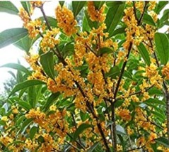 10 seeds Fragrance osmanthus Tree Seeds 2 Colors Available - £7.02 GBP