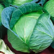 200 Cabbage Seeds Danish Ballhead  - $3.99