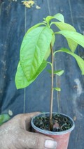 avocado tree live aguacate  fruit 5'' to 8'' Outdoor Living - $60.99