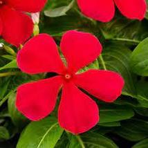 40 Fragrant Vinca Pacifica Bold Seeds Mix Periwinkle Flower Annual - £14.04 GBP