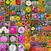 FA Store 5000 Seeds Landscaper&#39;S Pack Everything Flower Mix Bulk Over 40 Differe - £9.47 GBP