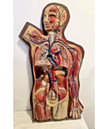 Big Antique 1930s 3D Anatomical Model of Human Body. Internal Organs 83 ... - $16,863.40 MXN