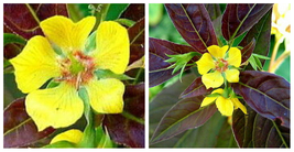 Firecracker Loosestrife Perennial - Lysimachia - Live Plant - Quart Pot ... - £45.42 GBP