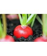 Radish Seed, Cherry Belle, Heirloom, Non GMO 25+ Seeds, Red Radishes - $2.99