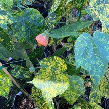 Abutilon Mardi Gras Flowering Maple 1 Live Plant Ship In 6 Pot New Fresh... - $111.55 CAD