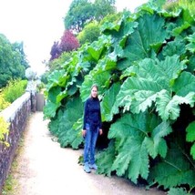 From Usa 100 Gunnera Manicata Seeds &quot;&quot;Dinosaur Food&quot;&quot; Giant Hardy Exotic Flower - $51.95