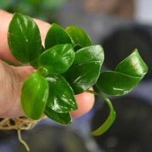 SGH Anubias Nana Petite Anubias Plants Live Aquarium Plants Buy 2 Get 1 Free ✅ - $12.65