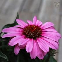 Fresh USA Seller Echinacea Purpurea Magnus Superior Seed - $10.98