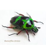 Macleay’s Flower Chafer Heterorrhina Macleayi Beetle Framed Entomology S... - $54.00