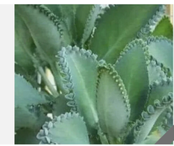 succulent cactus   Kalanchoe Leaves pick - $273.11 MXN+