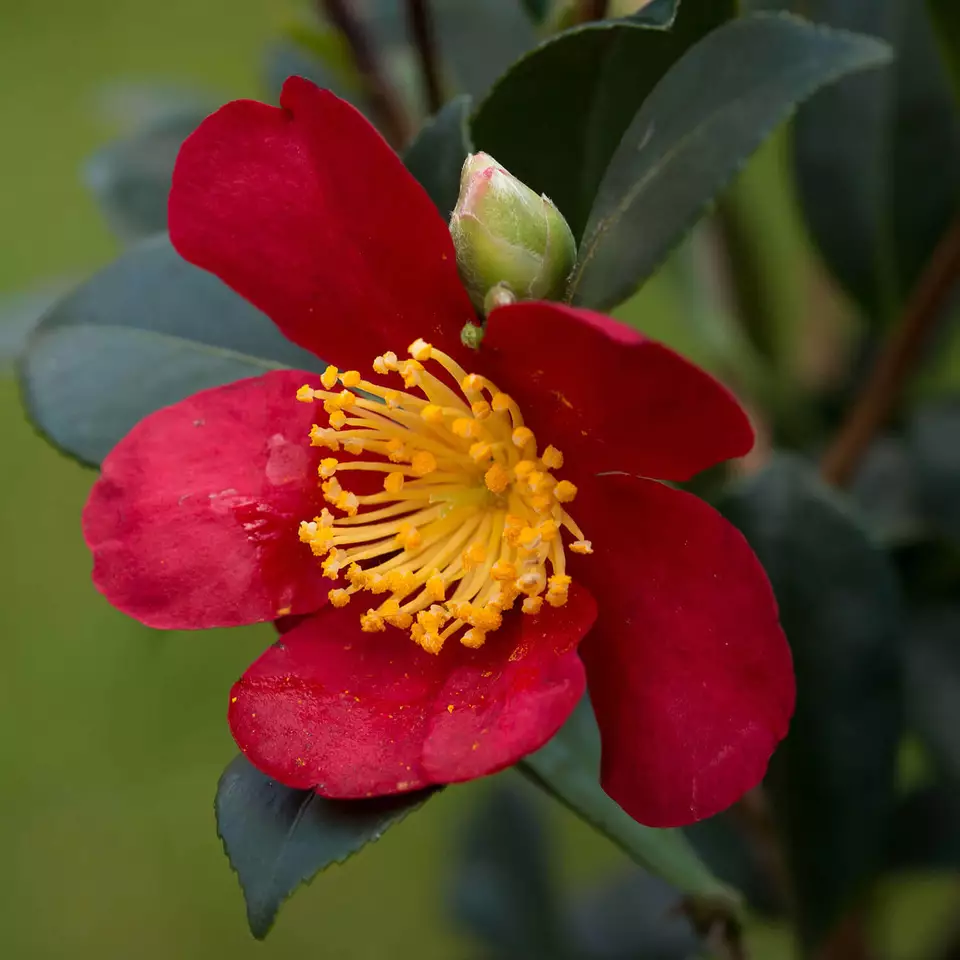 Yuletide Camellia japonica Live Plant Very Beautiful - $58.99