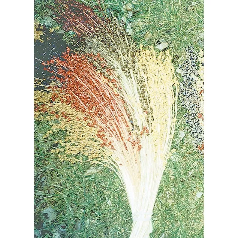 100 Multicolor Broom Corn Seeds Non-Gmo Heirloom Free Shipping - £6.68 GBP