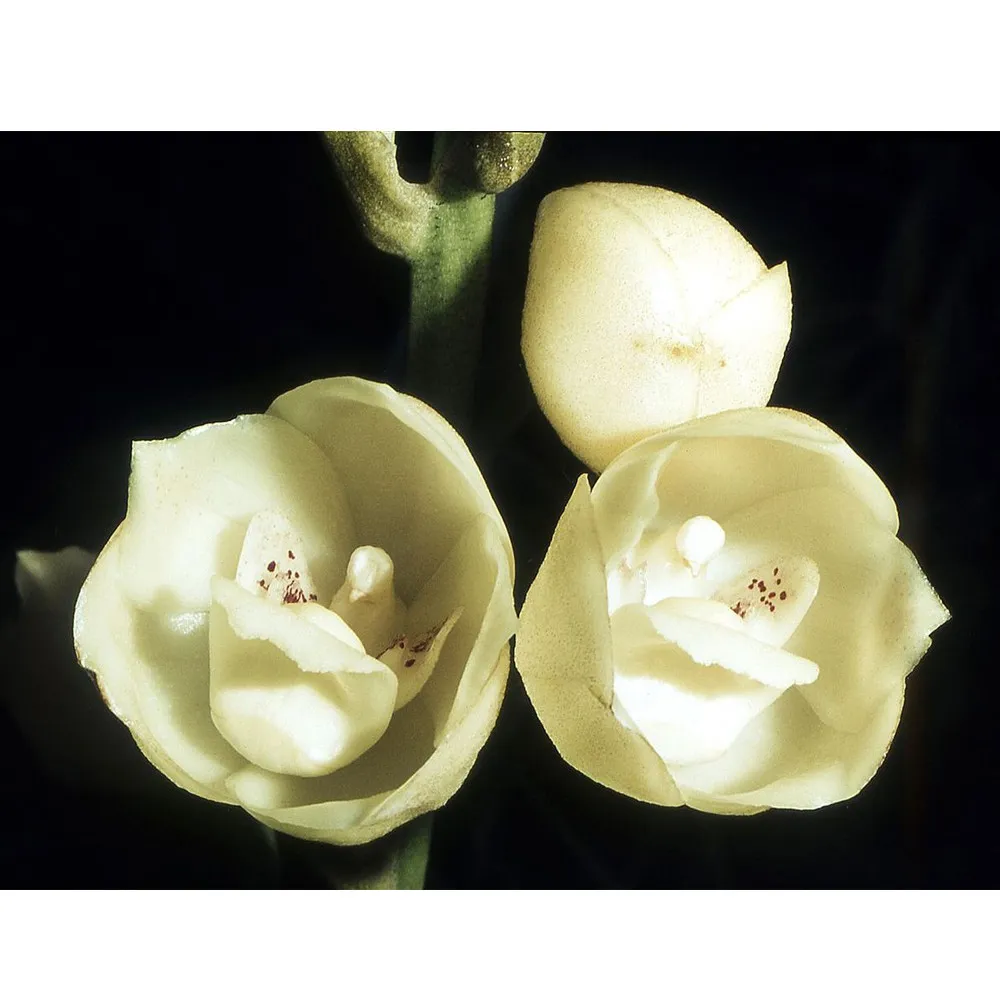 Orchid seeds 100/Pack Holy Ghost Orchid Dove Orchid flor del Espiritu Santo - $204.32 MXN