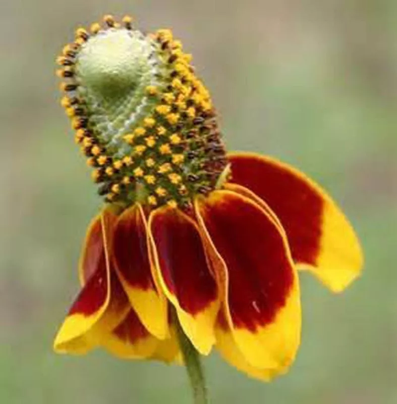 500+ Mexican Hat Coneflower Ratibida Flower Seeds Beautiful Rare Prairie - £6.31 GBP