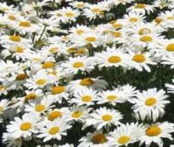 BPA 1000 Seeds Dwarf White Shasta Daisy Chrysanthemum Maximum FlowerFrom USA - £7.76 GBP