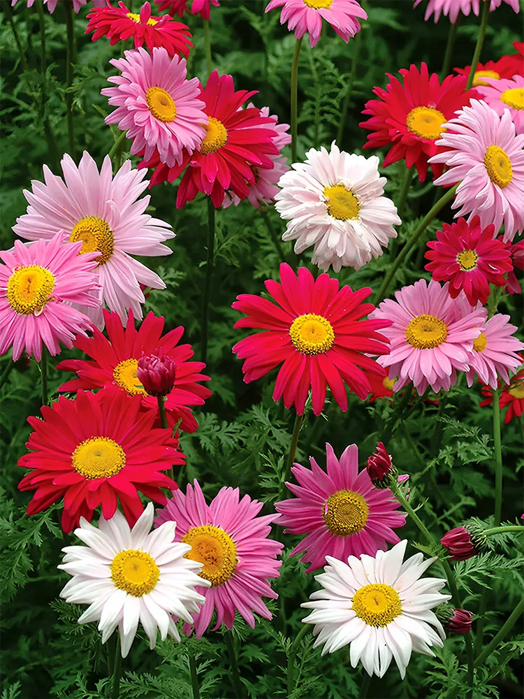 200 Chrysanthemum Robinson&#39;s Mix Flower Seeds for Garden - $14.00