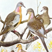 Passenger Pigeon Mourning Dove 1955 Plate Print Birds America Nature Art... - £23.89 GBP