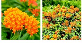 150 Seeds Milkweed ORANGE PERENNIAL Tuberosa Monarch Butterfly Host Plant  - £21.22 GBP