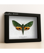 Verdant Sphinx Euchloron Megaera Real African Moth Framed Entomology Sha... - $1,566.23 MXN