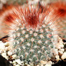 LimaJa 20 Red Headed Irishman Cactus Seeds to Grow Mammillaria spinosissima rubi - £4.72 GBP