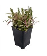 Multicolor Ajuga Reptans 2.5 inch Pot Carpet Bugle Fairy Garden - $17.98