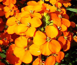 Wallflower Siberian Cheiranthus Allionii  500 Seeds From US - £8.49 GBP