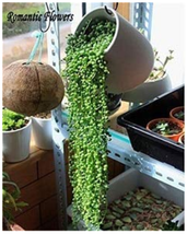 100 seeds Green Chlorophytum Pearls Hanging Type with Chlorophytum Flowe... - $6.99