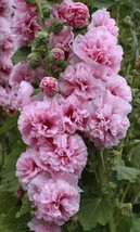 25 Double Pink Hollyhock Seeds Perennial Flower Seed Flowers 854  - $8.39