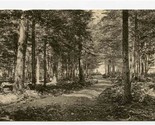 Among the Pines Albertype Postcard Pocono Pines Pennsylvania  - $15.84