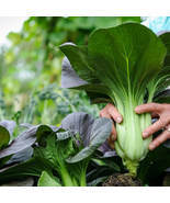Black Star Pak Choi - 10 Seeds - $10.81