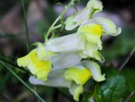 50 Pc Seeds Antirrhinum Braun Blanquetii Plant, Snapdragon Seeds for Planting RK - £20.14 GBP