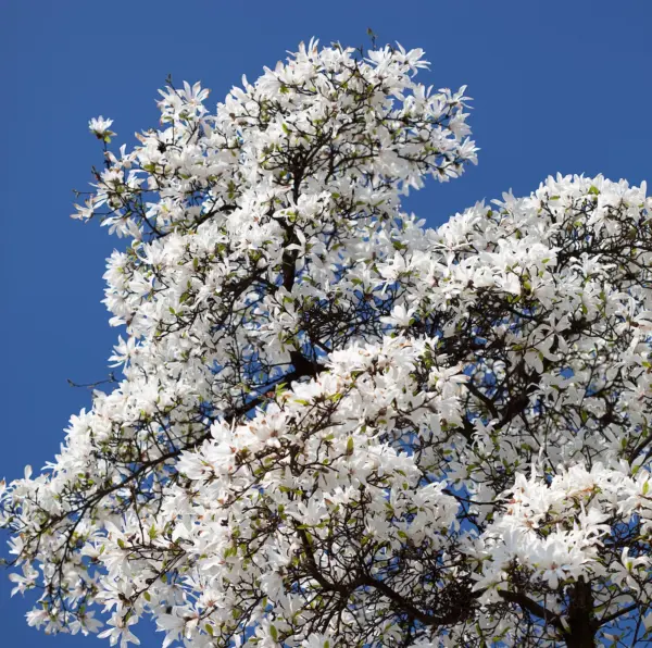 Top Seller 10 Kobus Magnolia Tree Aka Japanese Kobushi White Pink 4 Frag... - £13.05 GBP