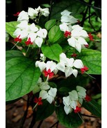 25 Red Yellow Bleeding Heart Seeds Perennial Flowers Seed Shade Flower - $16.43 CAD