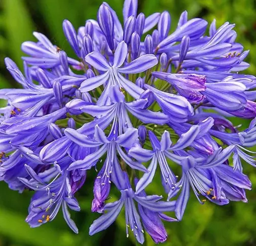 Agapanthus Lily Of The Nile - Midknight Blue 15 Seeds Read Description Fresh Gar - £10.45 GBP
