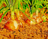 400 Seeds Yellow Sweet Spanish Onion Seeds Long Day Organic Summer Veget... - $8.99