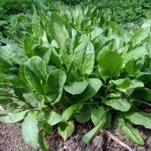 SORREL SEEDS 300  BROADLEAF HERB GARDEN HEIRLOOM PERENNIAL NON GMO  - $11.45