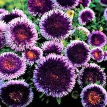 TH New 20 Seeds Giant Blue Moon Aster Flower Seeds / Perennial - £12.05 GBP