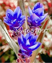 US Seller 200Pcs Blue Curcuma Bonsai Flower Seeds New Fresh Seeds - $14.26