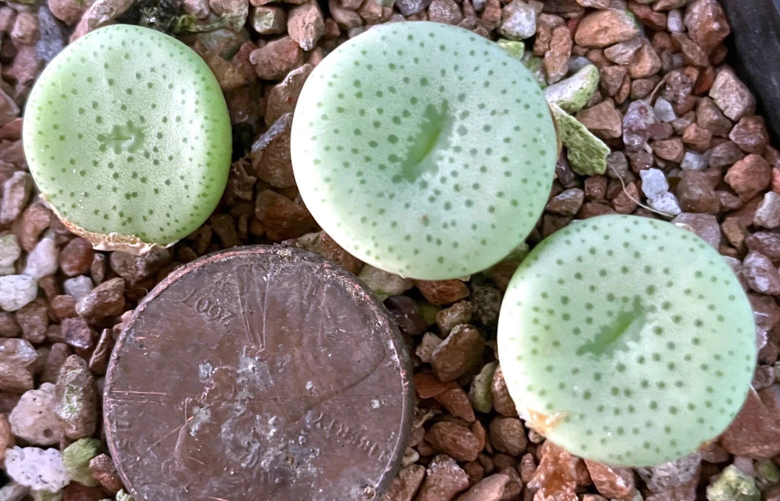 Mesemb Plant Conophytum wettsteinii RR430 Anenous Pass - ONE PLANT! - $32.93