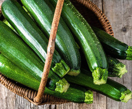 20 Dark Green Zucchini Squash Vegetable Seeds - £14.06 GBP