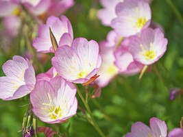 Showy Evening Primrose Seeds, Pink Ladies, Amapola, Mexican Primrose, FREE SHIP - £1.30 GBP+