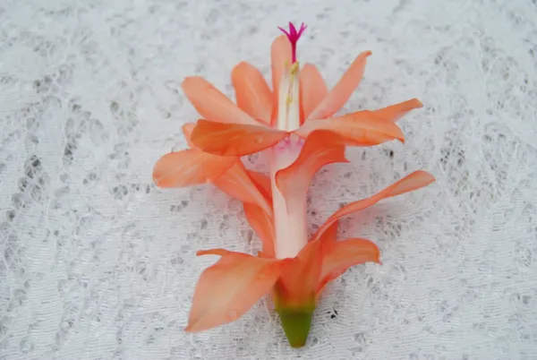 Christmas Cactus Starter Plant Coral Delight Schlumbergera Truncata Garden - $27.98