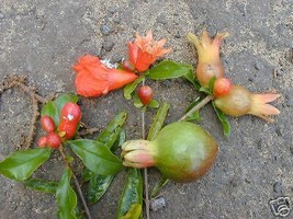 Punica Granatum Nana Dwarf Pomegranate Tree Fresh Seeds - £14.82 GBP