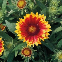 New Seeds Flower Seeds 50 Gaillardia Seeds Arizona Sun Blanket Flowers USA Selle - £13.23 GBP