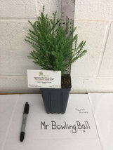 Mr Bowling Ball image 2