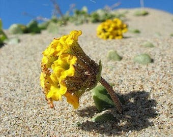 20 Yellow Sand Verbena Coastal Abronia Latifolia Arenaria Flower Seeds Fresh Usa - £8.24 GBP