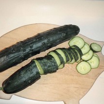 Usa Seller Jumbo Cucumber Seeds Fast Shipping - £7.55 GBP